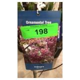 Indian Summer Crabapple 5 gallon pot