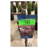 Indian Summer Crabapple 5 gallon pot