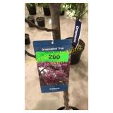 Indian Summer Crabapple 5 gallon pot