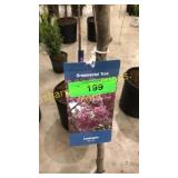 Indian Summer Crabapple 5 gallon pot