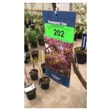 Prairie Fire Crabapple 5 gallon pot