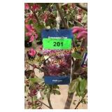 Prairie Fire Crabapple 5 gallon pot