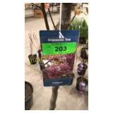 Prairie Fire Crabapple 5 gallon pot