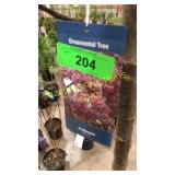 Prairie Fire Crabapple 5 gallon pot