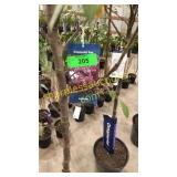 Prairie Fire Crabapple 5 gallon pot