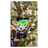 Spring Snow Crabapple 7 gallon pot