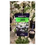 Spring Snow Crabapple 7 gallon pot