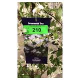 Spring Snow Crabapple 7 gallon pot