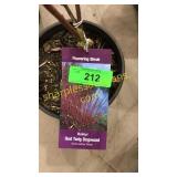 Baileyi Dogwood 1 gallon pot