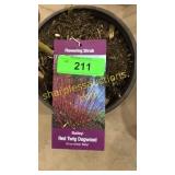 Baileyi Dogwood 1 gallon pot