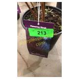 Baileyi Dogwood 1 gallon pot