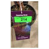 Baileyi Dogwood 1 gallon pot