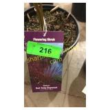 Baileyi Dogwood 1 gallon pot