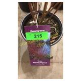 Baileyi Dogwood 1 gallon pot