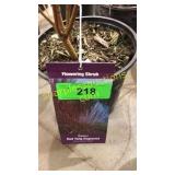 Baileyi Dogwood 1 gallon pot