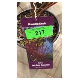 Baileyi Dogwood 1 gallon pot