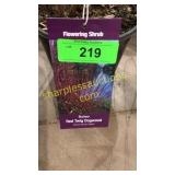 Baileyi Dogwood 1 gallon pot