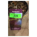 Baileyi Dogwood 1 gallon pot