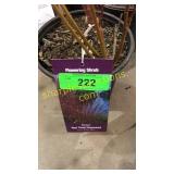Baileyi Dogwood 1 gallon pot