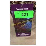 Baileyi Dogwood 1 gallon pot