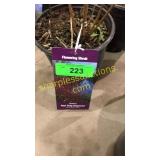 Baileyi Dogwood 1 gallon pot
