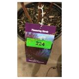 Baileyi Dogwood 1 gallon pot