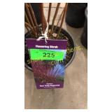 Baileyi Dogwood 1 gallon pot