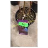 Baileyi Dogwood 1 gallon pot