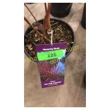 Baileyi Dogwood 1 gallon pot
