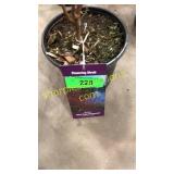 Baileyi Dogwood 1 gallon pot