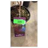 Baileyi Dogwood 1 gallon pot