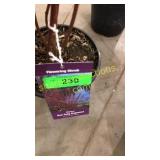 Baileyi Dogwood 1 gallon pot