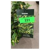 Moonshadow Euonymus 3 gallon pot
