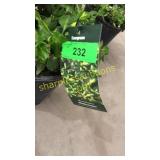 Moonshadow Euonymus 3 gallon pot