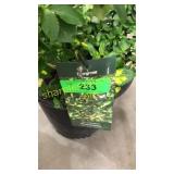 Moonshadow Euonymus 3 gallon pot