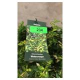 Moonshadow Euonymus 3 gallon pot