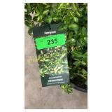 Moonshadow Euonymus 3 gallon pot