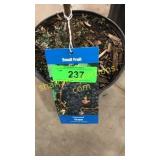 Concord Grape 1.5 gallon pot