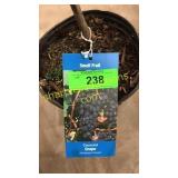 Concord Grape 1.5 gallon pot