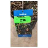 Concord Grape 1.5 gallon pot