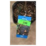 Concord Grape 1.5 gallon pot