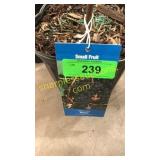 Concord Grape 1.5 gallon pot