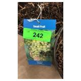 Niagara Grape 1.5 gallon pot