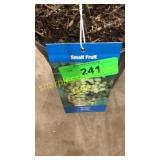 Niagara Grape 1.5 gallon pot