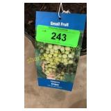Niagara Grape 1.5 gallon pot