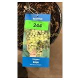 Niagara Grape 1.5 gallon pot