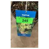 Niagara Grape 1.5 gallon pot