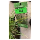 Hamelin Grass 3 gallon pot