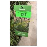 Hamelin Grass 3 gallon pot