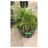 Hamelin Grass 3 gallon pot